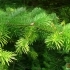 Abies holophylla -- Mandschurische Tanne
